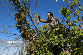 صنعت انگور و کشمش ملایر نباید بازار اروپا را از دست بدهد