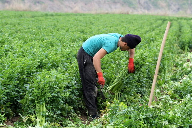 صنعت بیمه در کشاورزی سودآور نیست