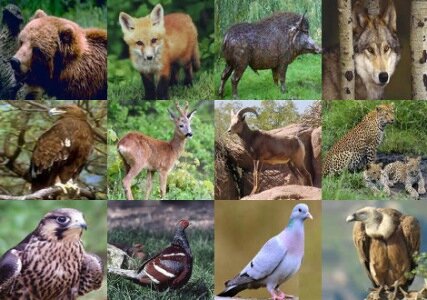 ۲۶ گونه جانوری در همدان در معرض انقراض است
