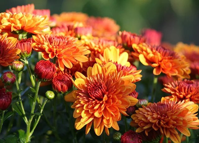 معرفی ۵ گیاه تصفیهکننده هوا که شرایط نگهداری آسانی دارند