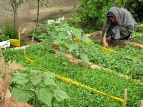 ایجاد باغچه سلامت خانگی در فامنین