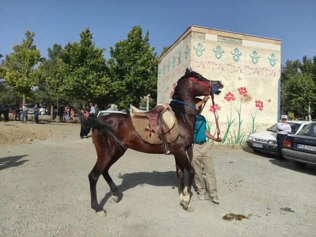 متقاضیان احداث باشگاه‌های سوارکاری ملایر در گیر و دار موانع برای اخذ مجوز