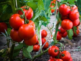 صادرات ۵۰ درصد تولید گوجه‌فرنگی گلخانه‌ای اسدآباد به خارج از کشور