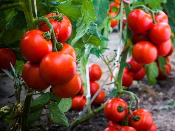 بارشهای اخیر عامل کاهش گوجه‌فرنگی است/بازگشت بازار به تعادل تا یک هفته دیگر