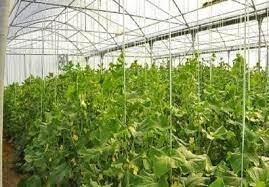 شهرک گلخانه ای گنبد ملایر همچنان معطل است!