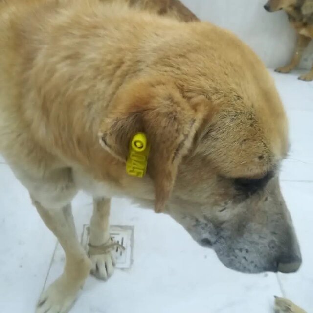 ۷۰۰ سگ بلاصاحب در ملایر نگهبان و سگ گله شدند