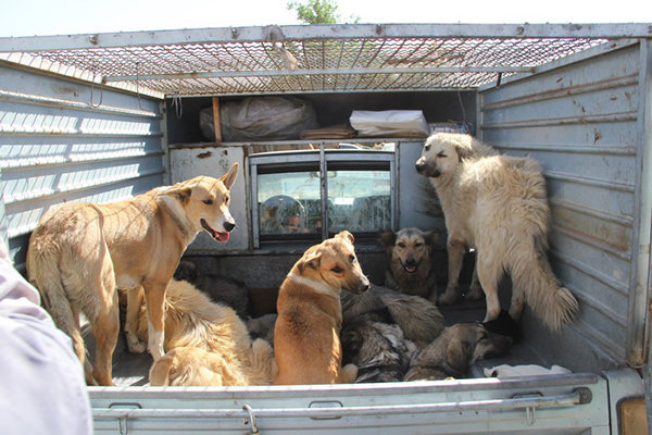 ۷۰۰ سگ بلاصاحب در ملایر نگهبان و سگ گله شدند