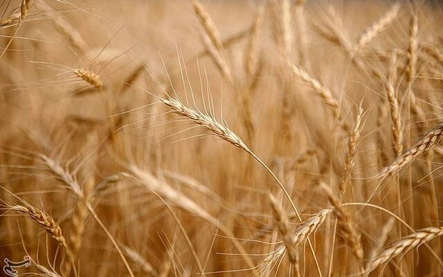 پرداخت ۲۰ درصد از مطالبات گندمکاران همدان/خرید بیش از ۳۳ هزار تن گندم