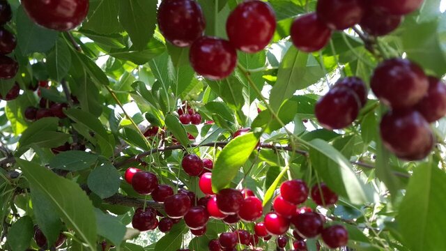 پیش‌بینی برداشت ۴۰۰۰ تن آلبالو از باغ‌های ملایر