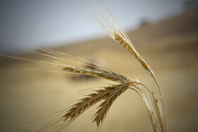 خرید تضمینی گندم استان همدان از مرز ۱۰۰ هزار تن عبور کرد