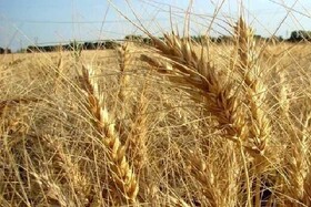 خرید تضمینی گندم استان همدان به ۱۵۹ هزار تن رسید
