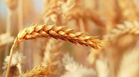 پرداخت ۱۰۰۰ میلیارد تومان از مطالبات کشاورزان گندمکار همدانی
