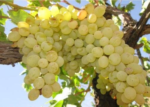 پیش‌بینی برداشت ۴۲۱ تن انگور از تاکستان‌های استان همدان