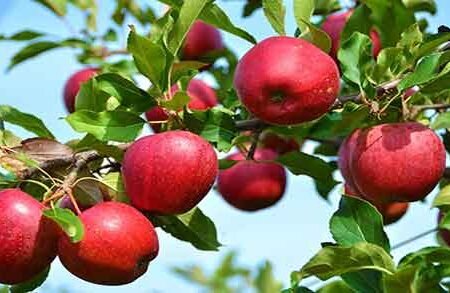 پیش بینی برداشت ۸۱۵ هزار تن انواع محصولات باغی در استان همدان