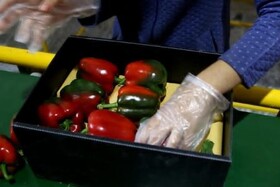 افتتاح مجموعه جمع‌آوری و سرتینگ محصولات گلخانه‌ای در رزن