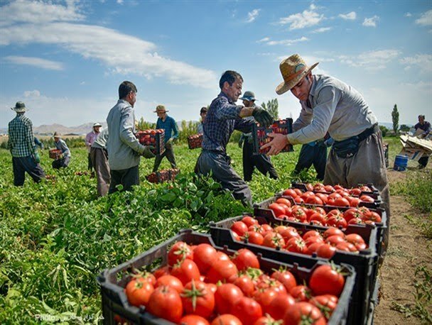 پیش‌بینی برداشت ۳۲ هزار تن گوجه‌فرنگی از مزارع اسدآباد