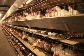 تعدادی از واحدهای صنعتی تولید تخم‌مرغ همدان مشکل سوخت دارند