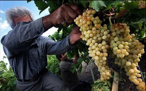 کاهش برداشت انگور ملایر از ۲۴ تن در هکتار به ۹ تن/برگزاری یازدهمین جشنواره ملی خوشه برتر