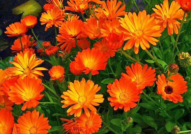 برداشت ۲۰۰ کیلوگرم گل همیشه بهار از مزرعه الگویی کبودراهنگ برداشت ۲۰۰ کیلوگرم گل همیشه بهار از مزرعه الگویی کبودراهنگ