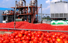 کبودراهنگ صنایع تبدیلی و فرآوری گوجه‌فرنگی نیاز ندارد