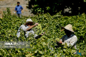 افتتاح نخستین مرکز باغ‌یاری استان همدان در روستای جوزان ملایر