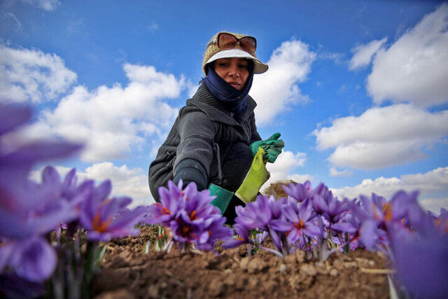 برداشت زعفران در کهگیلویه آغاز شد