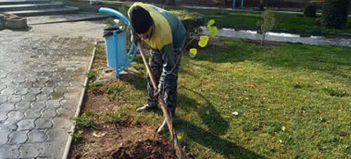 کاشت ۱۲۰۰۰ اصله درخت و درختچه در معابر و بوستانهای ملایر 