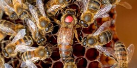 تولید سالیانه ۴۰۰۰ قطعه ملکه زنبورعسل در فامنین