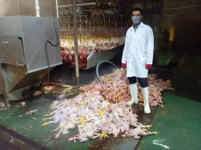 معدوم‌سازی بیش از ۱۰۰۰ قطعه مرغ کشتاری در شهرستان بهار