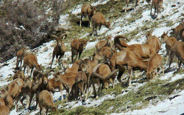 تشکیل ۸ پرونده تخلف برای متعرضان به محیطزیست نهاوند تشکیل ۸ پرونده تخلف برای متعرضان به محیطزیست نهاوند