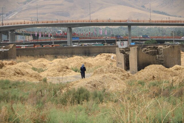 بیداد معضلات اجتماعی در حوالی میدانبار همدان