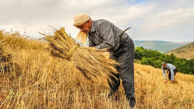 ملایر؛ رتبه اول کشور در تولید انگور آبی