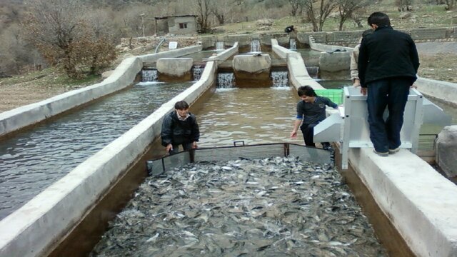 احیای بزرگترین مجموعه تکثیر و پرورش ماهی قزل‌آلای کشور در نهاوند دستور کار دادستان همدان