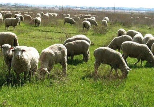 دامداران از چرای دام خود در حاشیه رودخانه‌ها خودداری کنند