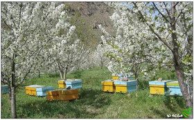 تلفات زنبورستان‌های اسدآباد به علت نامعلوم