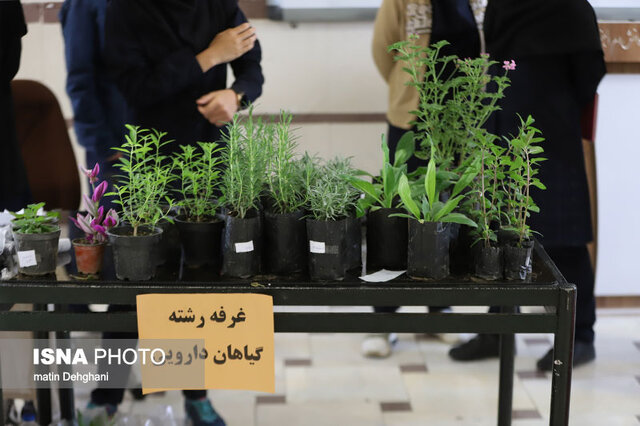 از تولید گیاهان دارویی تا پخت نان در هنرستانهای همدان