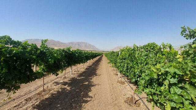 شهر جهانی انگور در پیچ و تاب خسارتهای ناشی از سرمازدگی بهاره