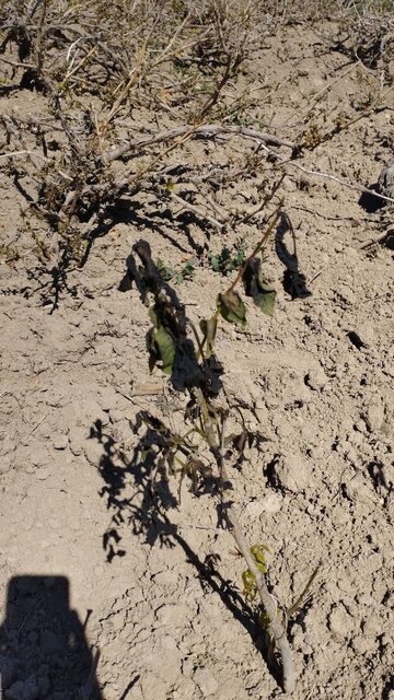 شهر جهانی انگور در پیچ و تاب خسارتهای ناشی از سرمازدگی بهاره