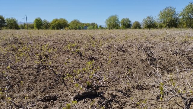 شهر جهانی انگور در پیچ و تاب خسارتهای ناشی از سرمازدگی بهاره