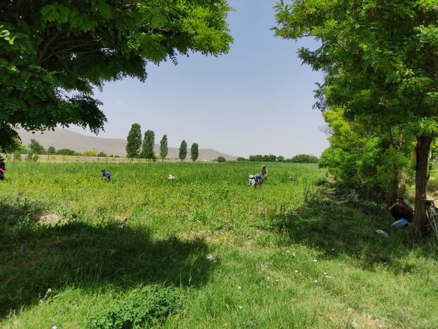 سهم ۶۰ درصدی نهالستان ملایر در طرح «کاشت یک میلیارد درخت»