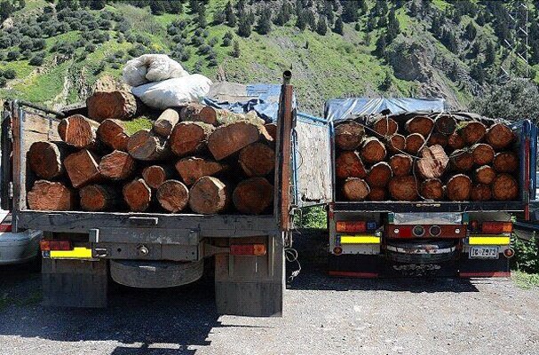تشکیل ۸ پرونده قاچاق چوب در ملایر