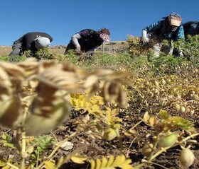 پیش‌بینی برداشت بیش از ۵۰۰۰ تن حبوبات از مزارع رزن