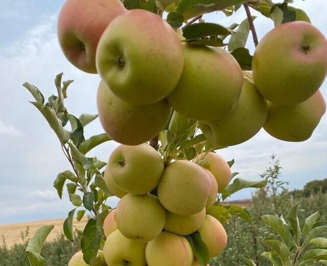 پیش‌بینی برداشت ۱۱ هزار تن سیب درختی از باغات میوه رزن