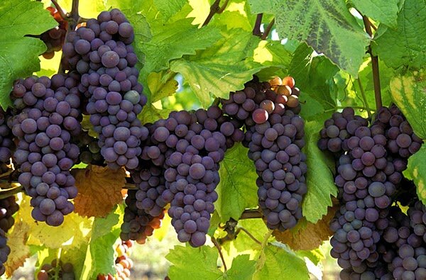 برگزاری رویداد گردشگری «انگور» در روستای «پرفسور بالتازار» برگزاری رویداد گردشگری «انگور» در روستای «پرفسور بالتازار»