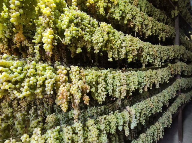 قدمت ۷۰۰ ساله ملایر در پخت شیره انگور