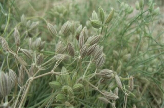 کشت زیره و خاکشیر در ۱۰۰ هکتار از اراضی دیم فامنین کشت زیره و خاکشیر در ۱۰۰ هکتار از اراضی دیم فامنین