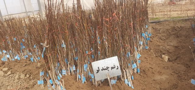 آغاز برداشت نخستین زنجیره تولید پیوندک و نهال گردوی پیوندی گواهیشده کشور آغاز برداشت نخستین زنجیره تولید پیوندک و نهال گردوی پیوندی گواهیشده کشور