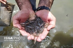 رها سازی ۶۰۰۰ قطعه بچه ماهی گرم آبی در استخرهای فامنین