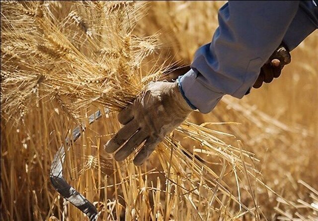 پرداخت مطالبات گندمکاران  همدانی آغاز شد