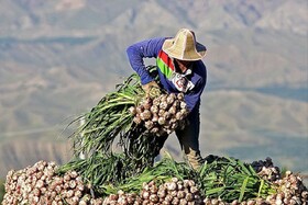 آفت پوسیدگی سفید بلای جان مزارع  سیر ‌بهاری‌ها